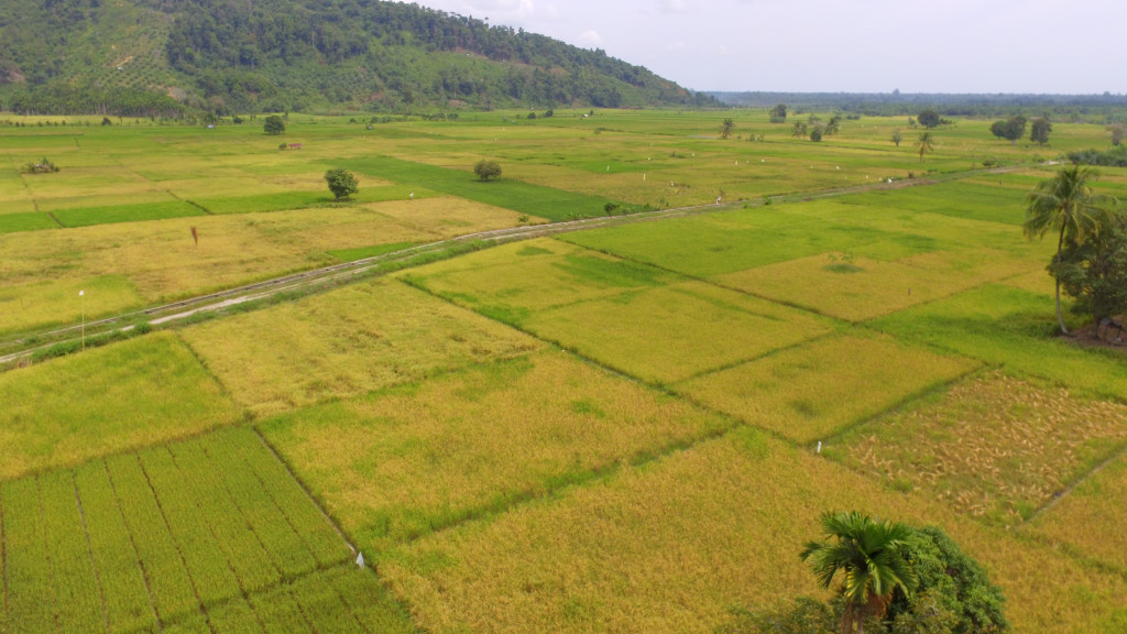 Visual Potensi Pertanian Sawah Gampong Sapik